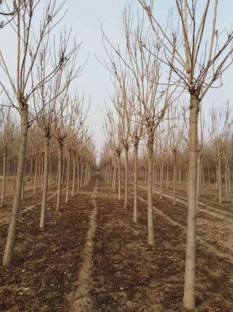 15公分千頭椿價格