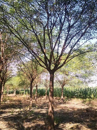 15公分國槐價格