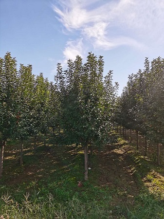 苗圃基地怎么了？