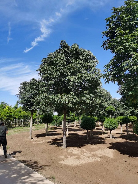 綠化苗木最新價格多少錢?