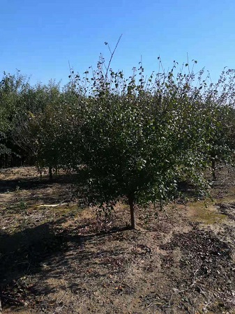 榆葉梅如何才能開(kāi)花
