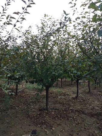 榆葉梅盆景制作|河北保定安東苗圃基地