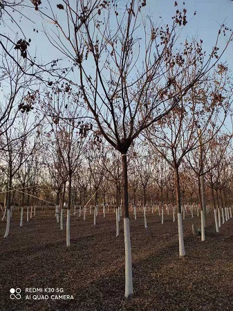 欒樹(shù)介紹|河北保定安東苗圃基地