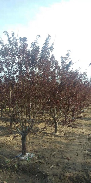 紅葉碧桃的種植方法|河北保定安東苗圃
