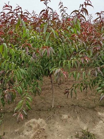 紅葉碧桃流膠病防治方法|河北保定安東苗圃