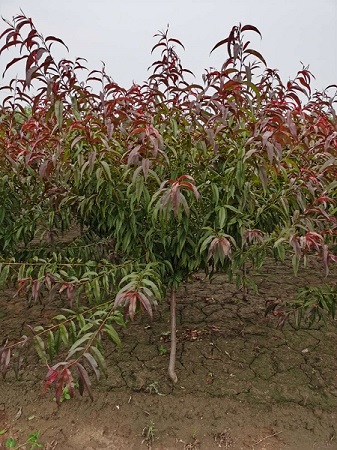 紅葉碧桃圖片欣賞|河北保定安東苗圃基地