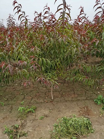 7.8.9公分紅葉碧桃價格表|河北保定苗圃基地
