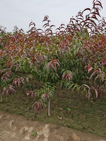 10公分紅葉碧桃價格|河北保定安東苗圃基地