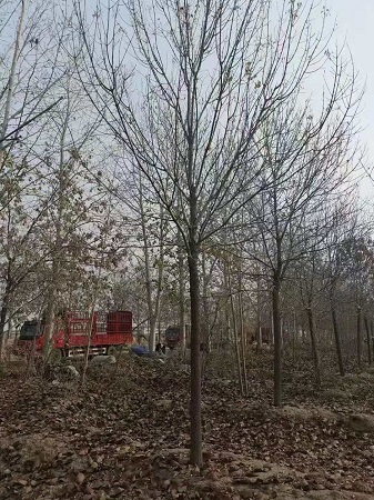 白蠟樹的秋之美|河北保定安東苗圃基地