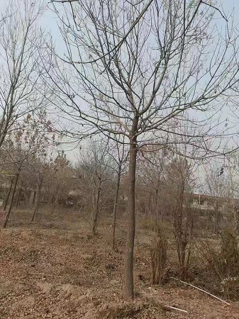 金葉白蠟和秋紫白蠟市場前景好|河北保定安東苗圃基地