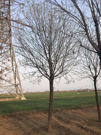 2020年白蠟價格表|河北保定安東苗圃基地