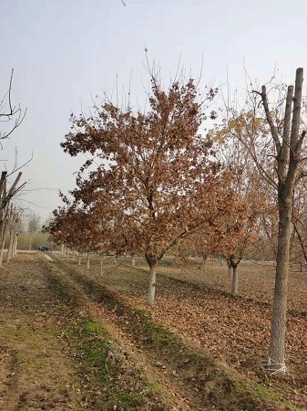 元寶楓的美和名字的由來|河北保定安東苗圃基地