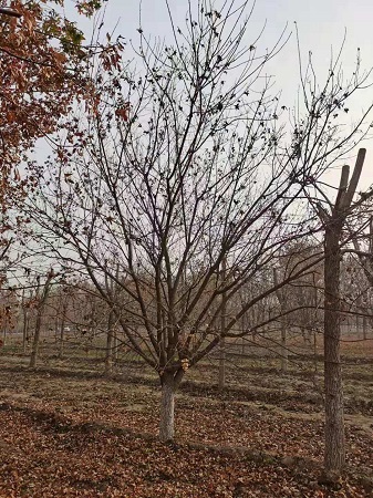 元寶楓價格和種植方法|河北保定安東苗圃基地