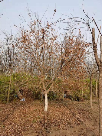 元寶楓的功效和作用