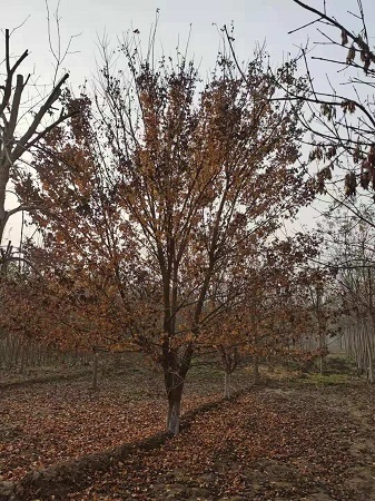 元寶楓的生態(tài)習性|河北保定安東苗圃基地