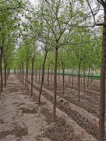 絲綿木全規(guī)格價(jià)格表