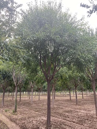 絲綿木的圖片欣賞|河北保定安東苗圃基地