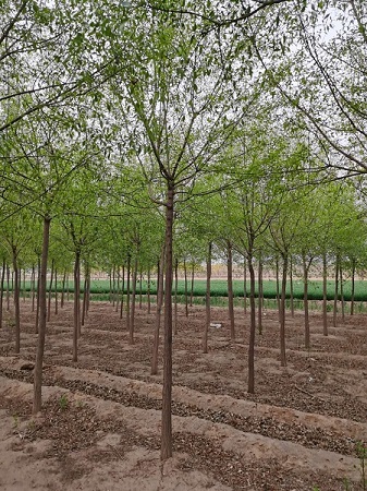 絲綿木繁殖方法之扦插|河北保定安東苗圃基地