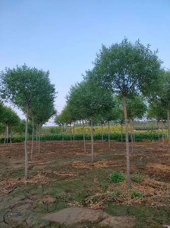 饅頭柳最新價(jià)格表|河北保定安東苗圃基地