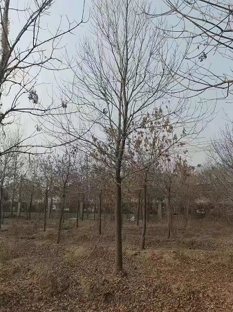 白蠟樹的前景|河北保定安東苗圃基地