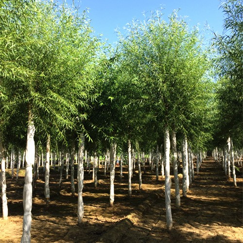 饅頭柳形態(tài)特征