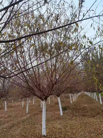 山桃栽培技術(shù)