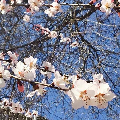 山桃：北方的報春使者