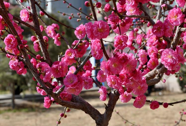 園林植物配置,打造更加完善的植物園林