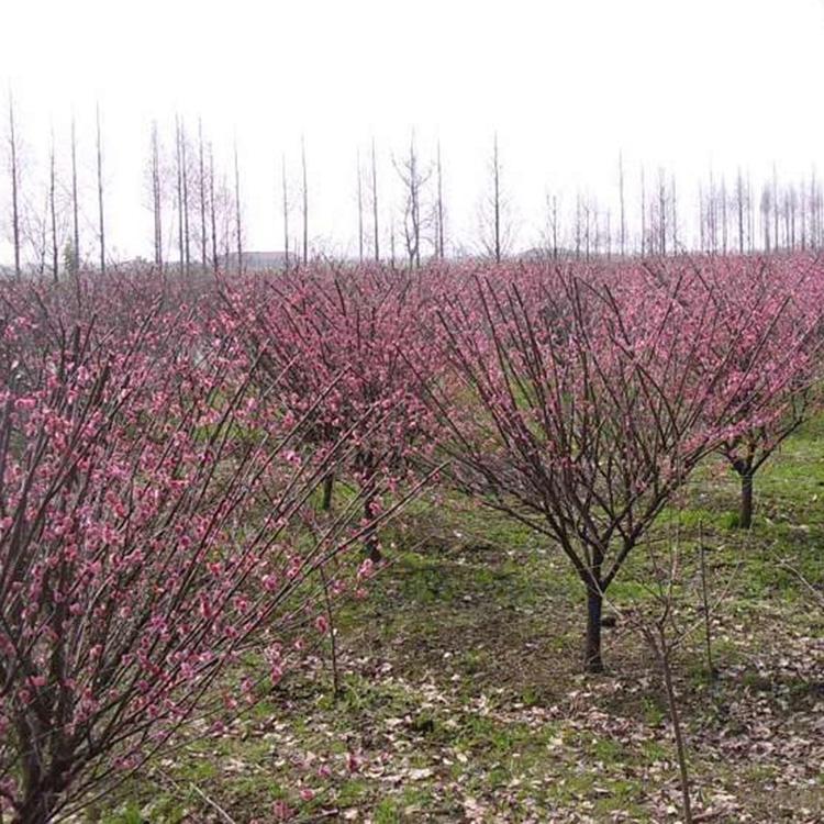 園林綠化之苗木出圃的技術(shù)要求