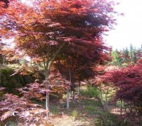 紫葉李移栽時(shí)應(yīng)注意的事項(xiàng)