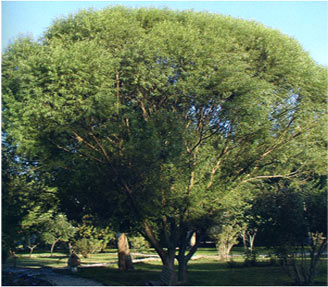 種植綠化苗木有什么風(fēng)險