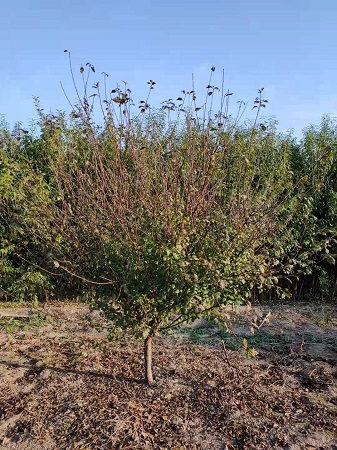 如何挑選好的榆葉梅樹苗