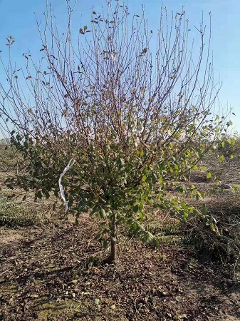 榆葉梅如何栽植