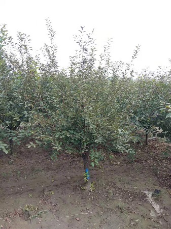 栽植榆葉梅該如何施肥