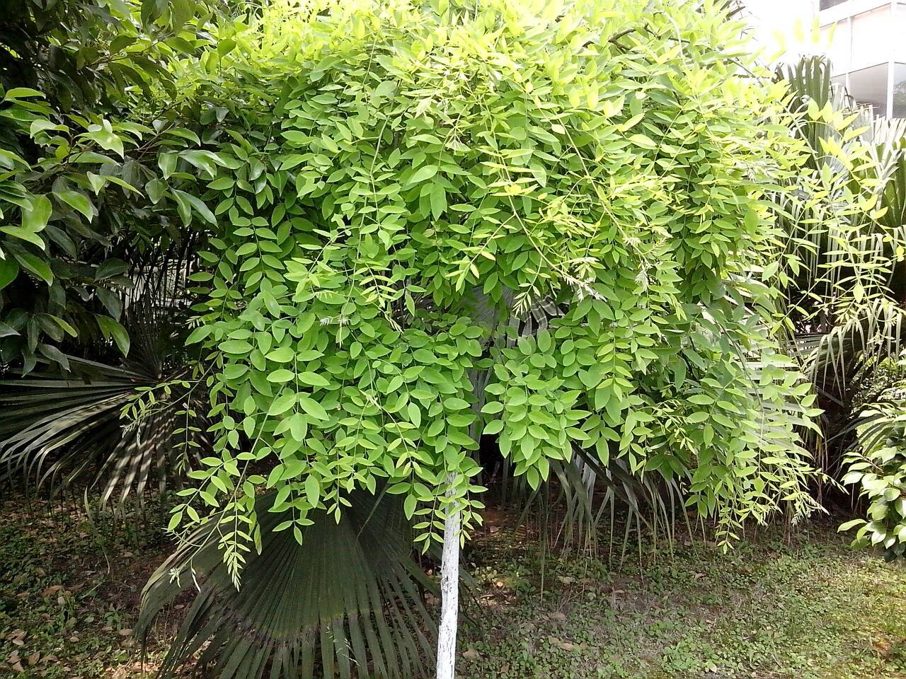 龍爪槐木虱防治