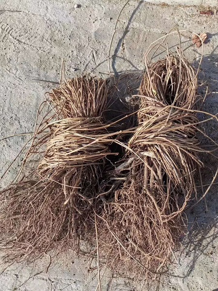 五葉地錦的扦插繁殖方法