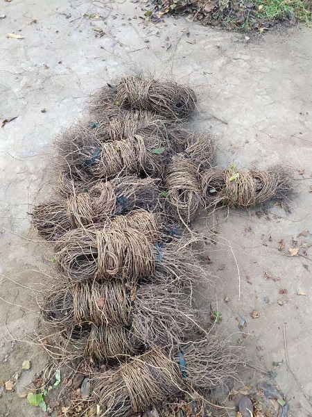 五葉地錦產地在哪里|河北保定安東苗圃