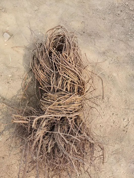 購買五葉地錦注意事項