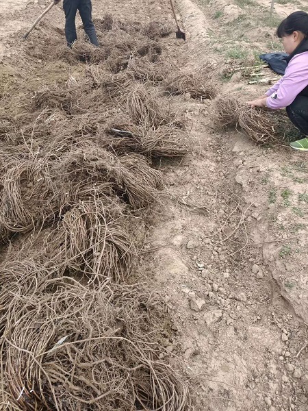 介紹五葉地錦|河北保定安東苗圃