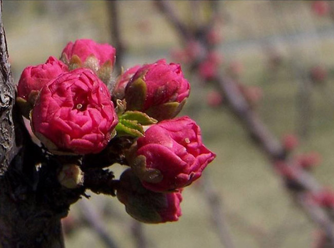 榆葉梅有哪些品種？
