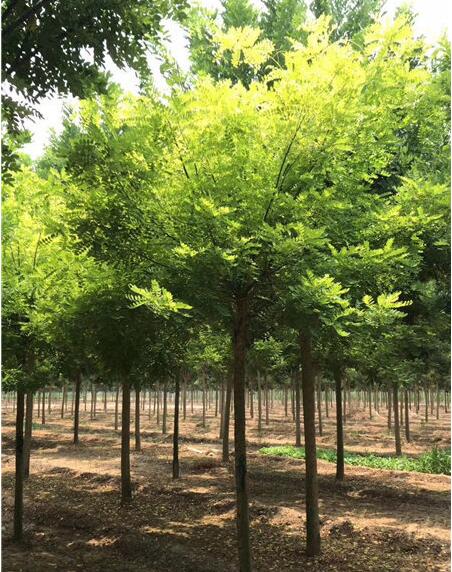 北京的環境和氣候適不適合栽植金葉槐？