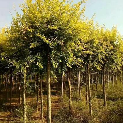 苗木業的從業經驗