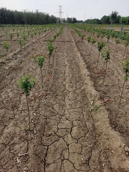 苗圃基地與農(nóng)業(yè)學(xué)院舉辦“書(shū)田”活動(dòng)