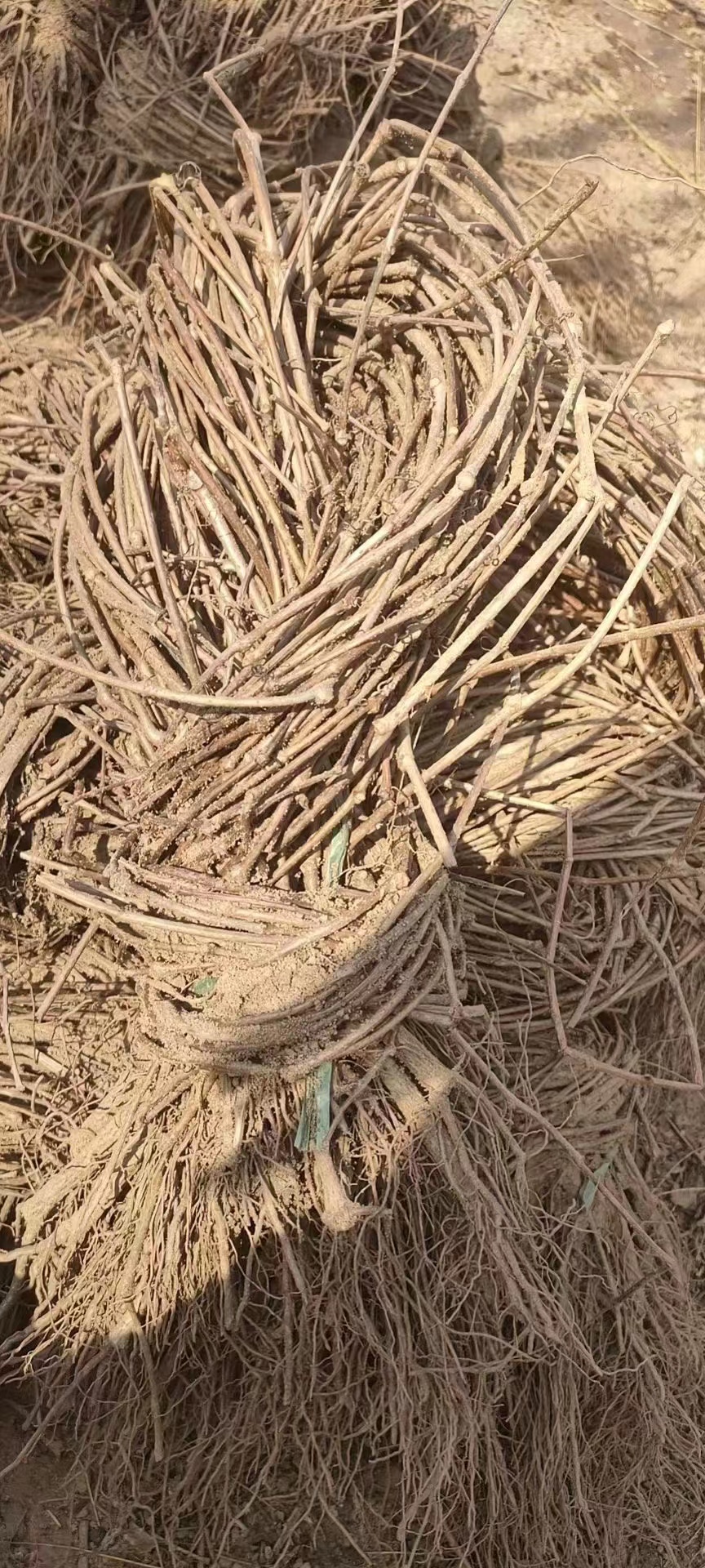 爬山虎有哪些價值和功效