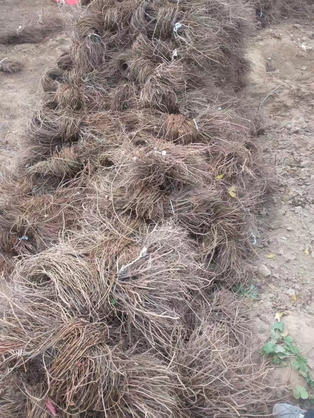 爬山虎的功效與作用及禁忌