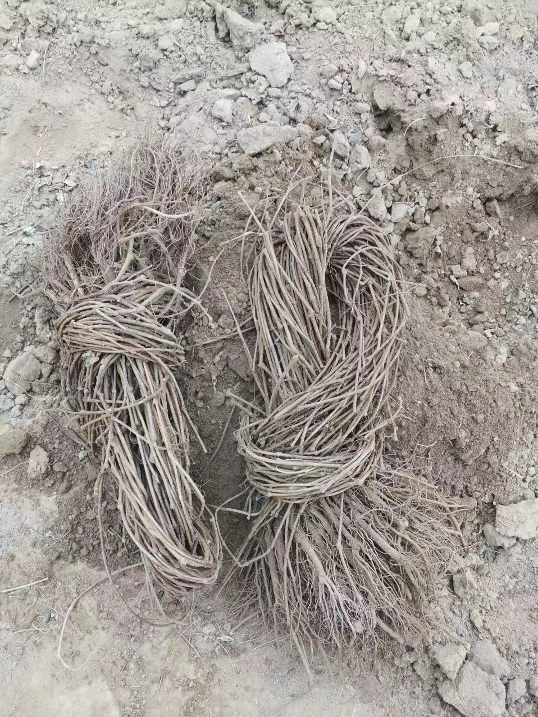 爬山虎種五葉好還是三葉好