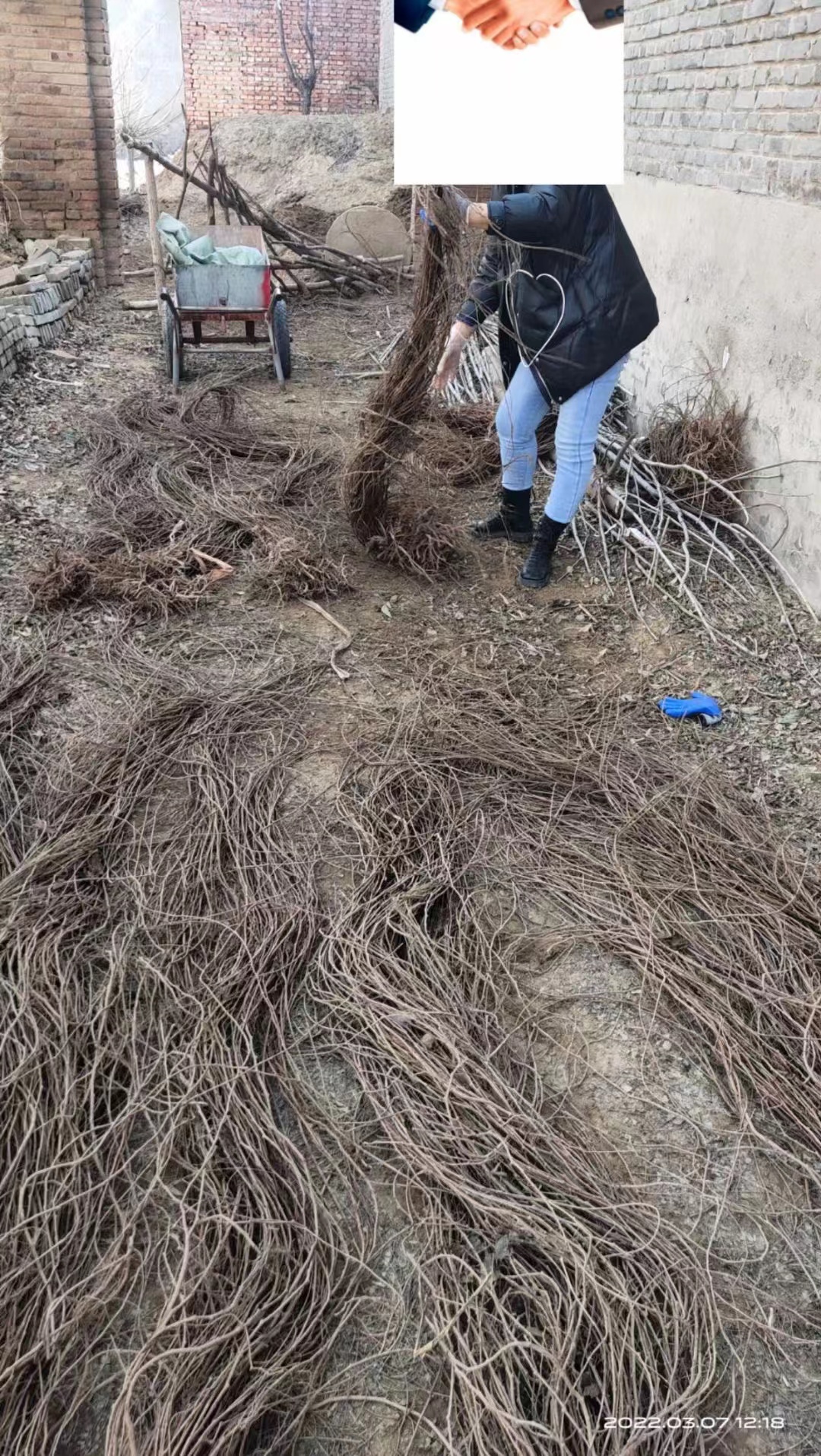 五葉地錦是我國十分常見的觀賞樹種