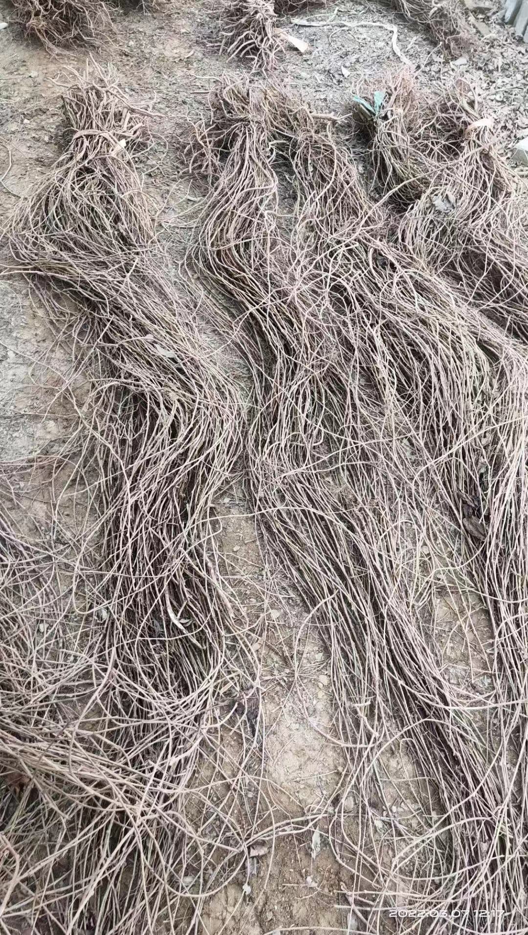 爬山虎對房子的風水