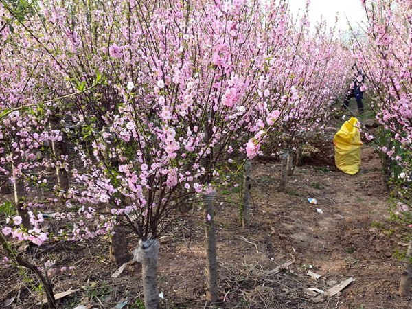 榆葉梅修剪過程