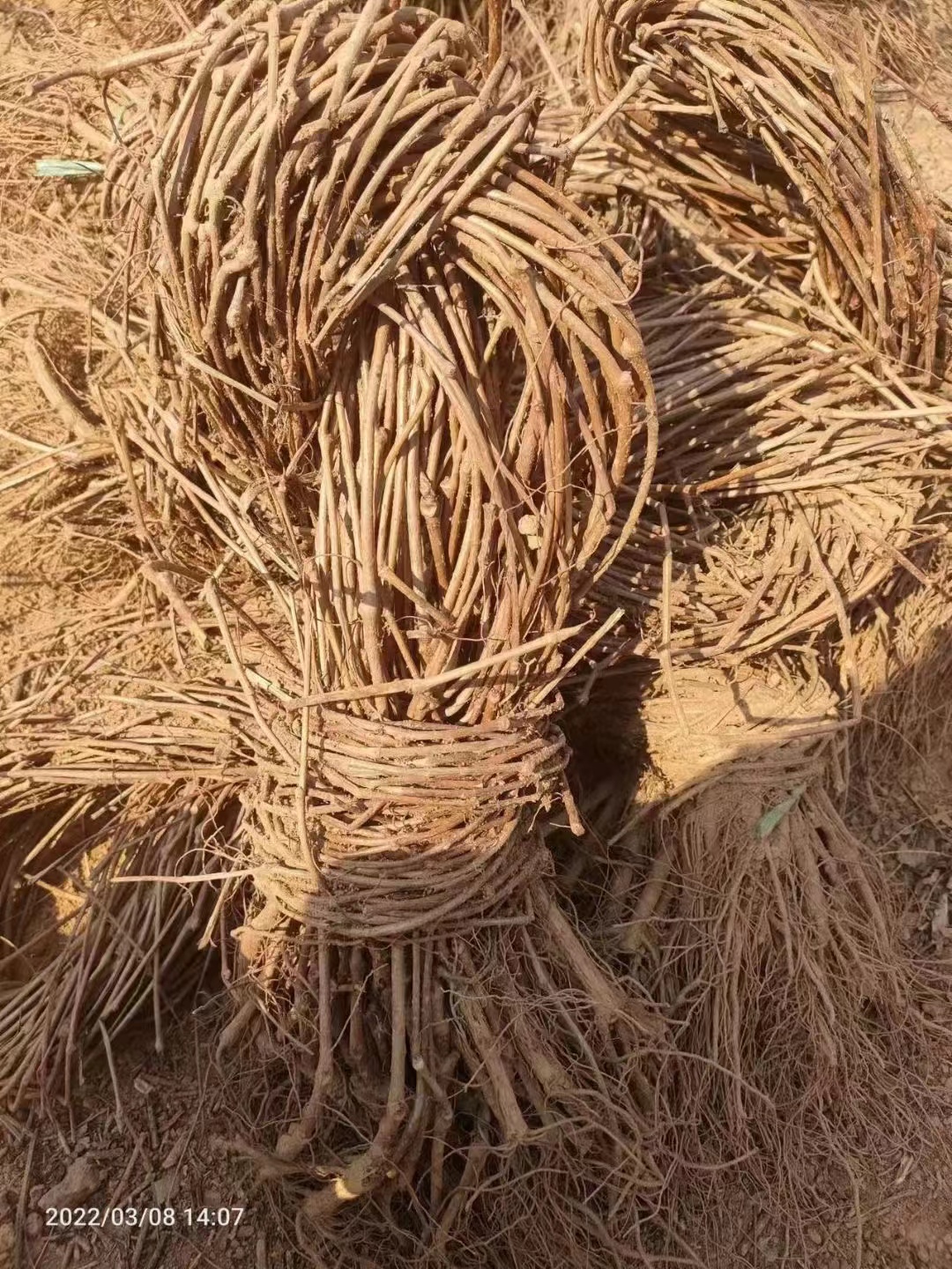 爬山虎小苗可以去哪里購買 ？